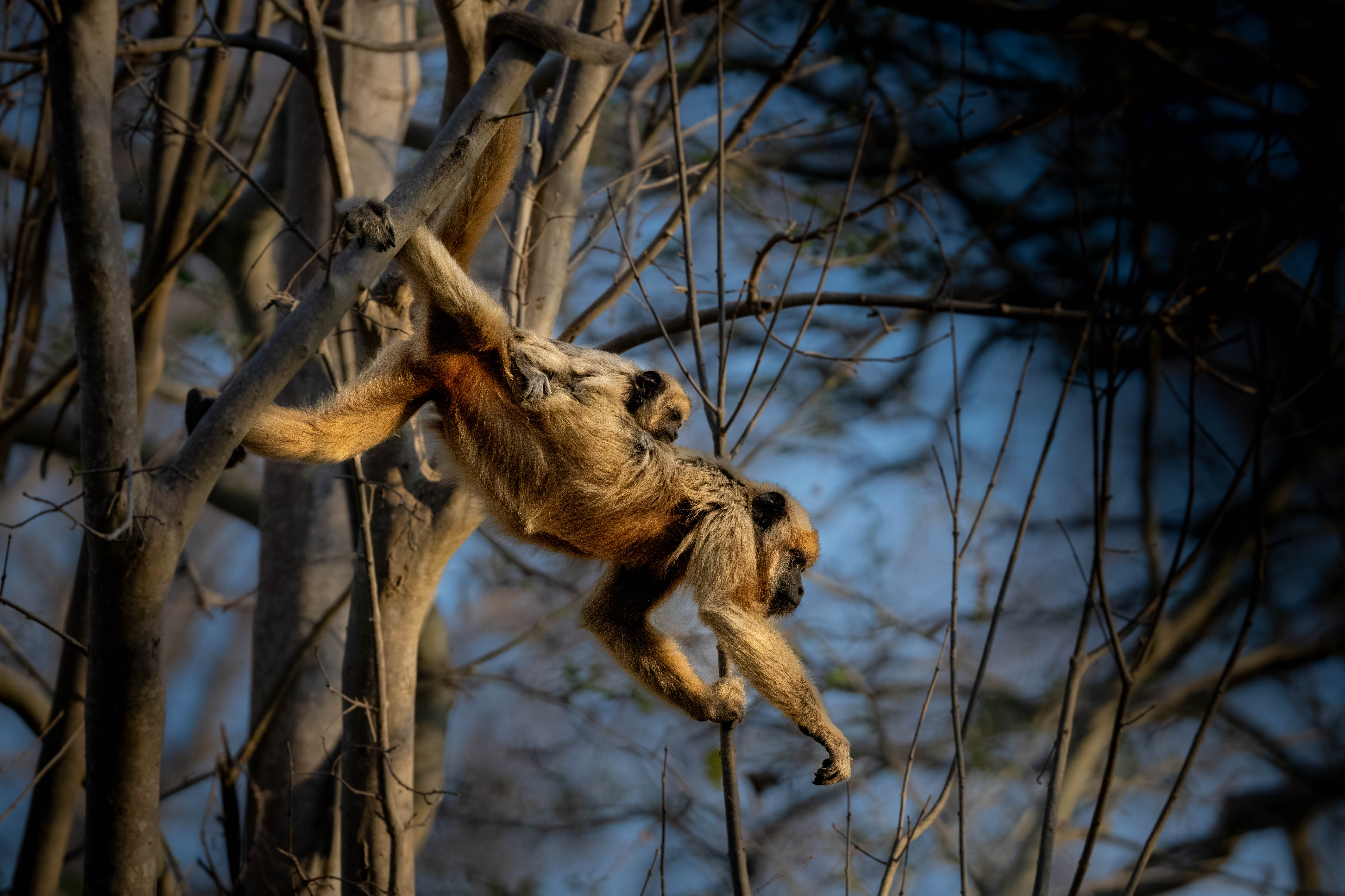 Howilers HOWLERS – Batch Capture Wild: Photos & Expeditions